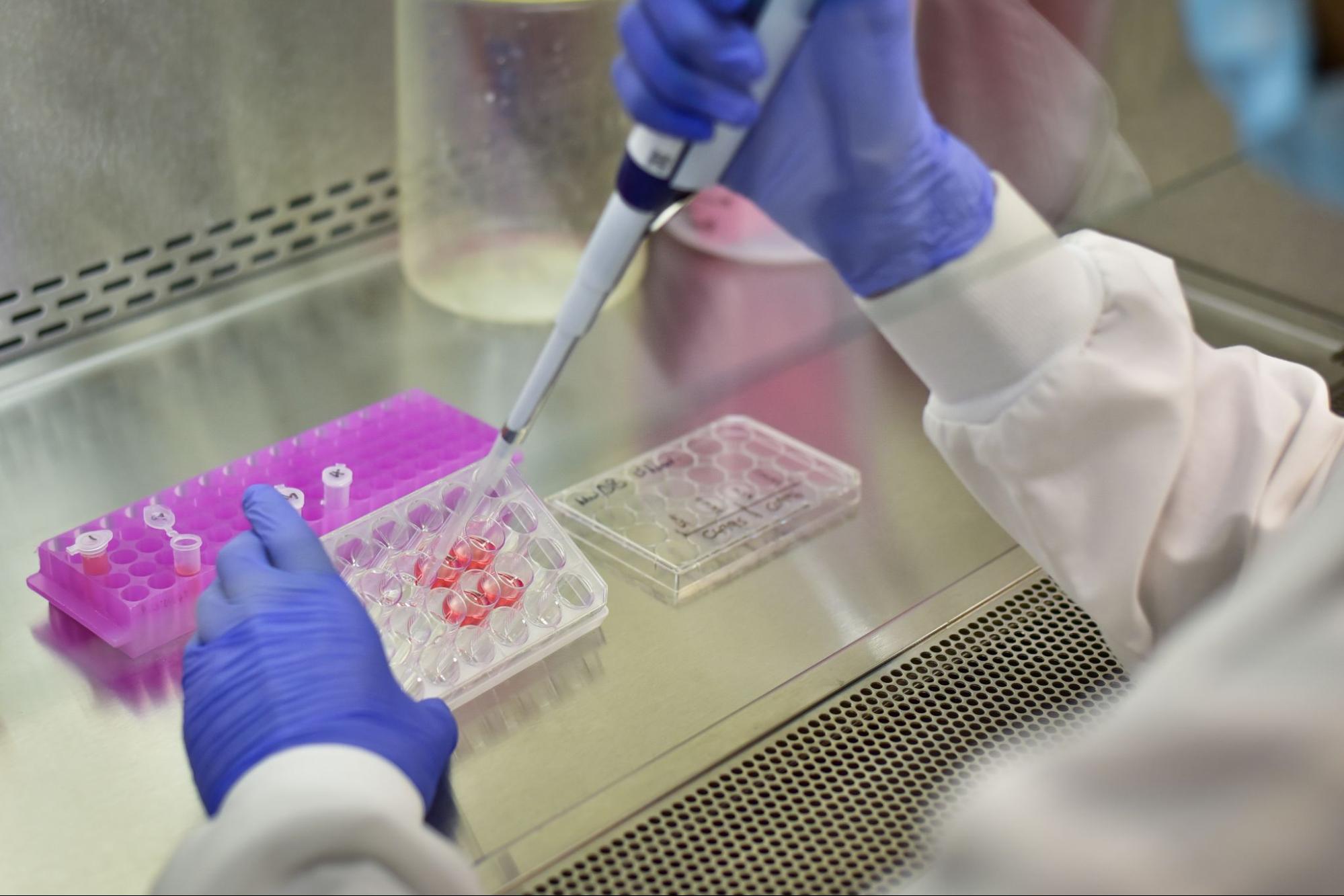 A concept for "What are stem cells?" A scientist performs a cell culture in a bio-safety cabinet.